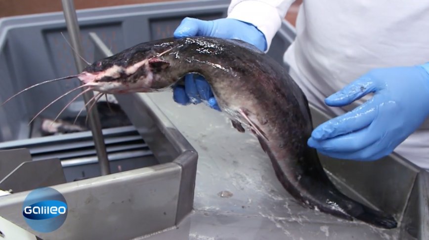 Aquakultur Welszucht - Beitrag auf Pro7 Aquakultur Welszucht - Beitrag auf Pro7